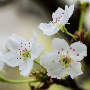歐美女人讓粗大機巴操逼
